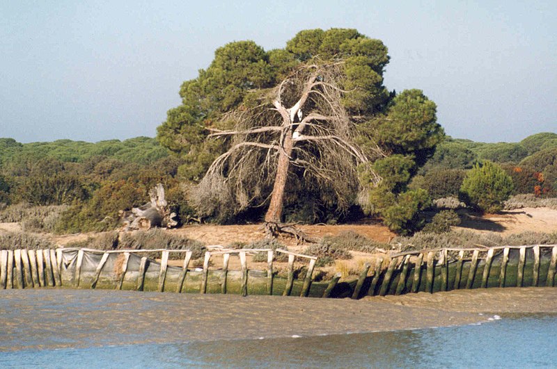 .::Parque nacional y natural de Doñana::. 800px-Do%C3%B1ana_National_Park_from_the_river