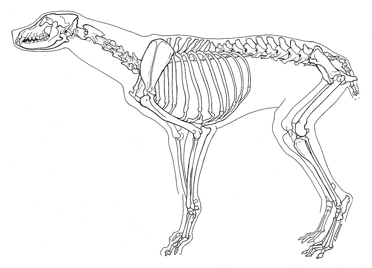 Как нарисовать скелет собаки