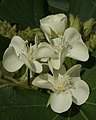 Dombeya acutangula flowers