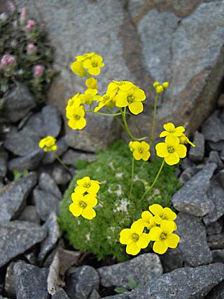 <i>Draba densifolia</i> Species of flowering plant