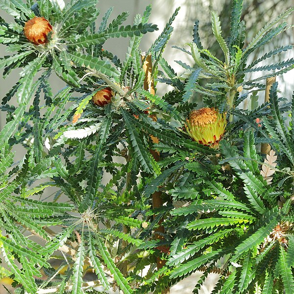 File:Dryandra formosa-IMG 0335.jpg