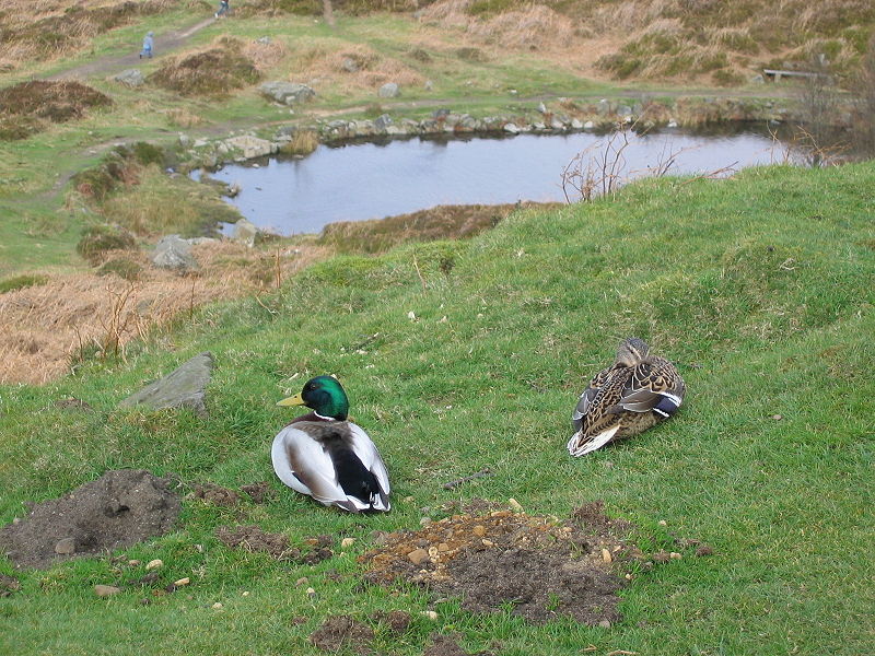 File:Ducks on Ilkla Moor.jpg