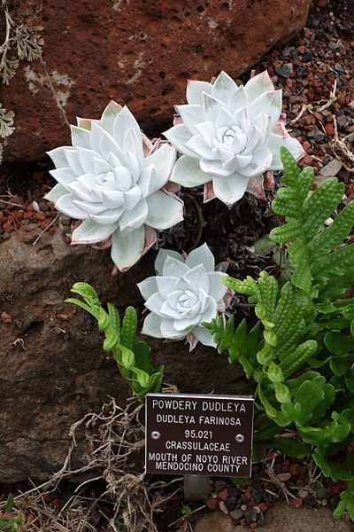 File:Dudleya farinosa - Regional Parks Botanic Garden, Berkeley, CA - DSC04579.JPG