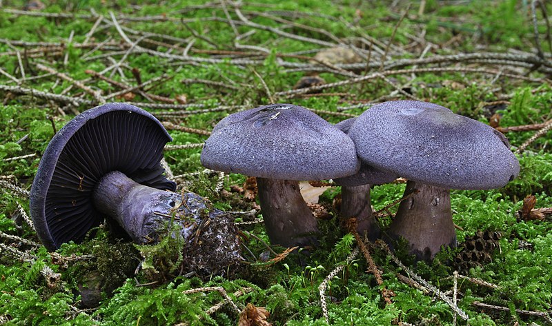 File:Dunkelviolette Schleierling Cortinarius violaceus pic2.jpg