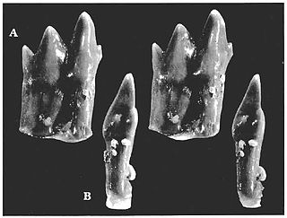 <i>Dyskritodon</i> Extinct family of mammals