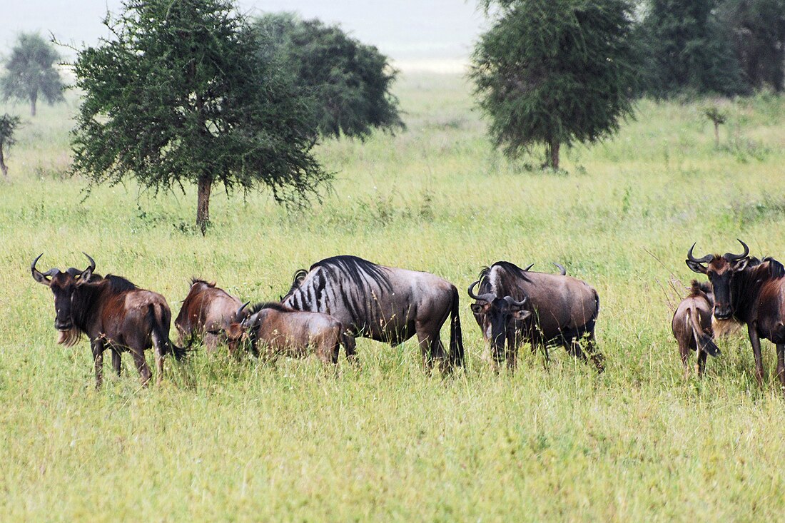 Megafauna