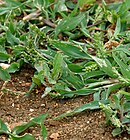 Echinochloa colona (Jungle Rice) W IMG 0528.jpg