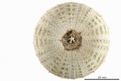 File:Echinus gracilis - ECH-000187 hab-ven.tif (Category:Echinodermata in the Natural History Museum of Denmark)