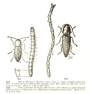 Click beetle Family of beetles