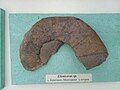 Eleniceras sp. Lower en:Hauterivian, Krapchane Cr1 969X1 (Coll. G. Mandov) at the en:Sofia University "St. Kliment Ohridski" Museum of Paleontology and Historical Geology
