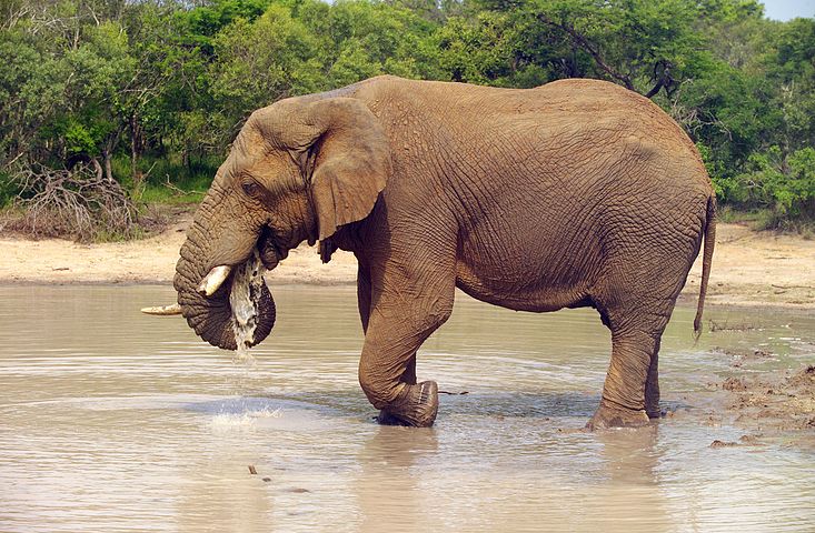 Рост африканского слона. Саванный слон и Африканский слон. Африканский саванский слон. Африканские слоны (Loxodonta). Африканский саванный слон гиганты.