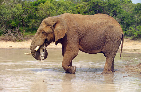 African Bush Elephant (Loxodonta Africana) drinking