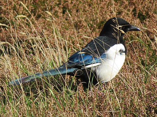 Elster (Pica pica, magpie)