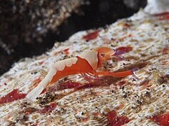 Emperor shrimp (Periclimenes imperator) (23806552904).jpg