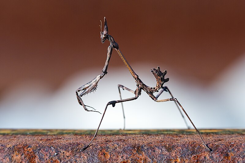 File:Empusa fasciata redpit.jpg