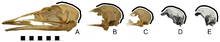 Comparison of the cranium contour in mainland (A, B, C) and King Island emus (D, E) Emu skulls.png