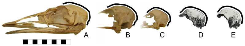 Файл:Emu skulls.png