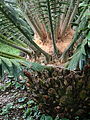 Encephalartos paucidentatus, Parque Terra Nostra, Furnas, Azoren