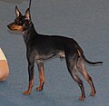 English Toy Terrier