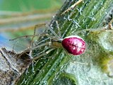 Enoplognatha ovata (8050273230).jpg