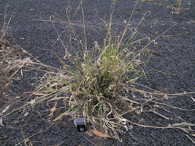 File:Enteropogon acicularis plant4 (8042341952).jpg