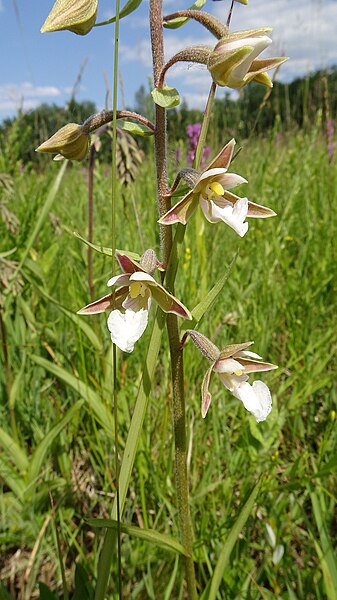 File:Epipactis palustris 64.jpg