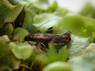 <i>Erechthias externella</i> Species of moth