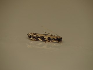 <i>Erechthias zebrina</i> Species of moth