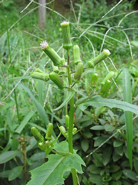 File:Erechtites hieracifolia2.jpg