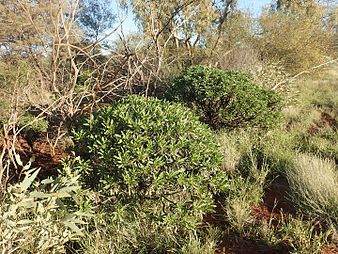 E. galeata growing near Newman Eremophila galeata (habit).jpg