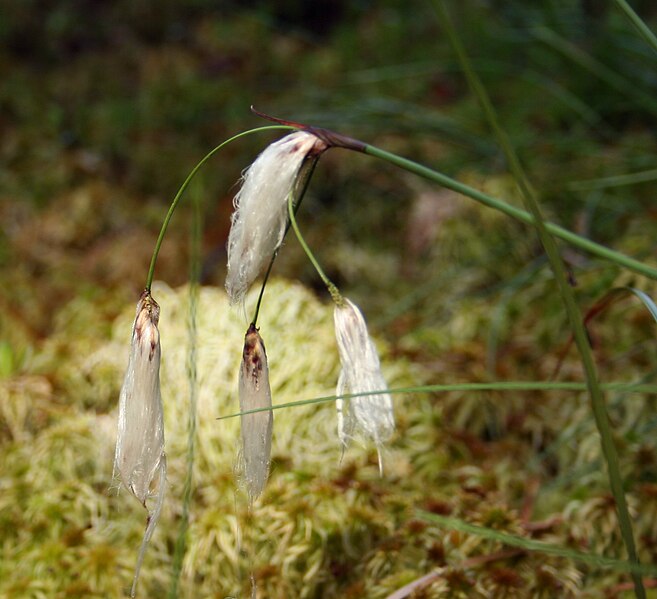 File:Eriophorum angustifolium 2pl.jpg