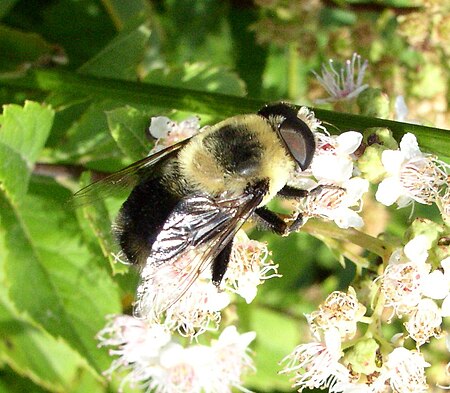 Eristalis_flavipes