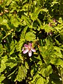 Erodium flower.jpg