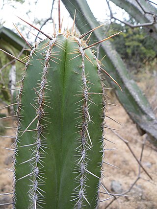 <i>Escontria</i> Genus of cacti