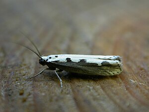 Ethmia bipunctella