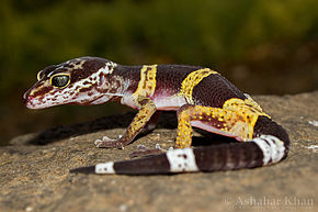 Descrição da imagem Eublepharis satpuraensis Satpura leopard gecko de Ashahar também conhecido por Krishna Khan.jpg.