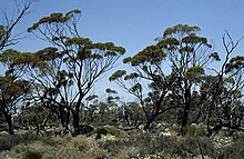 Eucalyptus baudiniana.jpg