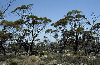 <i>Eucalyptus baudiniana</i> Species of eucalyptus