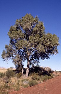 <i>Corymbia chippendalei</i> Species of plant