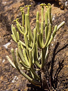 <i>Euphorbia aphylla</i> Species of flowering plant