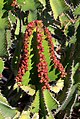 * Nomination Fruits of Euphorbia cooperi --Llez 17:07, 16 March 2016 (UTC) * Promotion Good quality. --Ermell 20:21, 16 March 2016 (UTC)