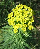 Cypress spurge, Euphorbia cyparissias Euphorbia cyparissias 02 bgiu.jpg