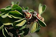 Cyanthia with developing fruits and foliage