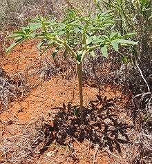 Euphorbia stevenii habit.jpg