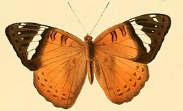 Aterica zeugma