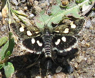 <i>Eurrhypis</i> Genus of moths