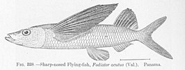 Fodiator acutus