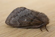 F Pernattia pusilla.jpg