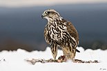 Falco cherrug 1 (Bohuš Číčel).jpg