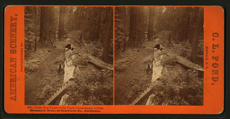 File:Fallen Tree, Father of the Forest, circumference 112 ft. Mammoth trees of Calaveras Co., California, by Pond, C. L. (Charles L.).png